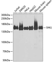 TPP2 Rabbit pAb