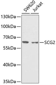 SCG2 Rabbit pAb