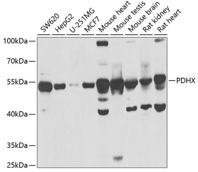 PDHX Rabbit pAb