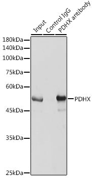 PDHX Rabbit pAb