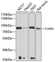 Coilin Rabbit pAb