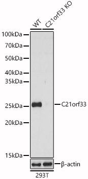 [KO Validated] C21orf33 Rabbit pAb