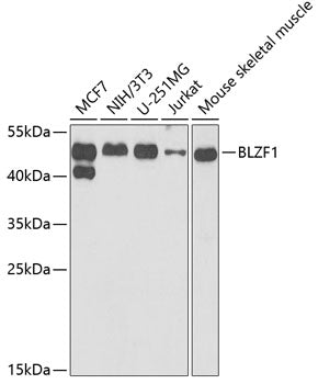 BLZF1 Rabbit pAb