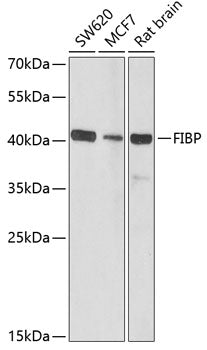FIBP Rabbit pAb