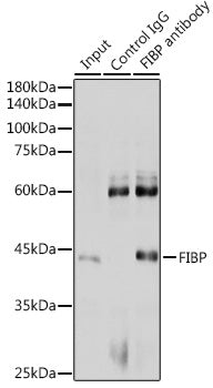 FIBP Rabbit pAb