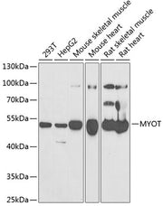 MYOT Rabbit pAb