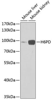 H6PD Rabbit pAb