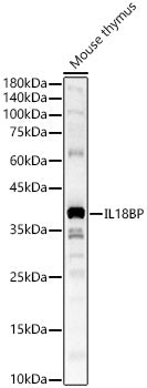 IL18BP Rabbit pAb