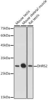 DHRS2 Rabbit pAb