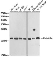 TIMM17A Rabbit pAb