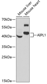AIPL1 Rabbit pAb
