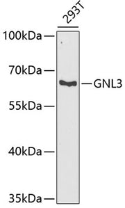 GNL3 Rabbit pAb
