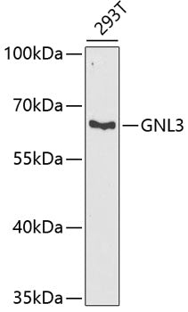 GNL3 Rabbit pAb