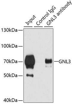 GNL3 Rabbit pAb