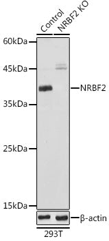 [KO Validated] NRBF2 Rabbit pAb