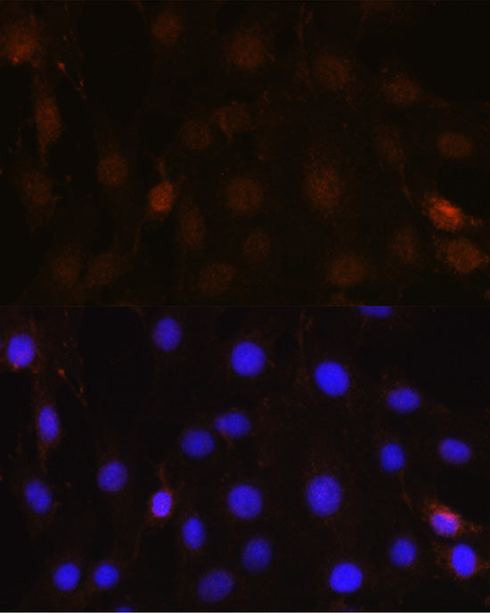 [KO Validated] NRBF2 Rabbit pAb