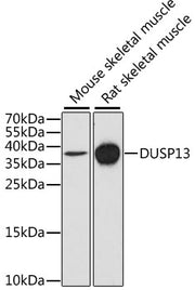 DUSP13 Rabbit pAb