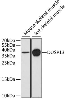 DUSP13 Rabbit pAb