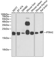PTRH2 Rabbit pAb