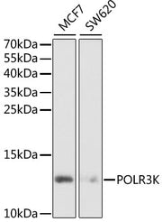 POLR3K Rabbit pAb