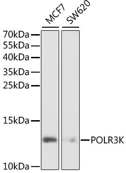 POLR3K Rabbit pAb