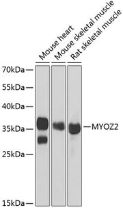 MYOZ2 Rabbit pAb