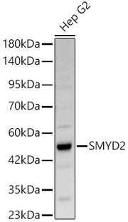 SMYD2 Rabbit pAb