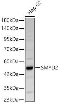 SMYD2 Rabbit pAb