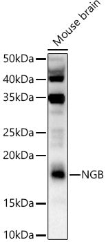 NGB Rabbit pAb