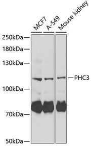 PHC3 Rabbit pAb