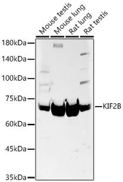 KIF2B Rabbit pAb