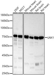 LNX1 Rabbit pAb