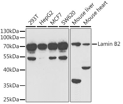 Lamin B2 Rabbit pAb