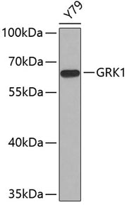 GRK1 Rabbit pAb