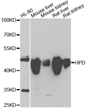 HPD Rabbit pAb