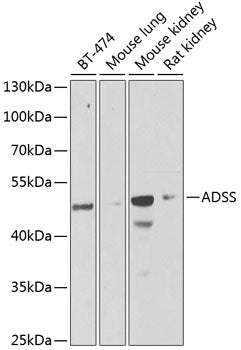 ADSS Rabbit pAb