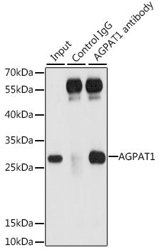 AGPAT1 Rabbit pAb