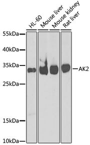 [KO Validated] AK2 Rabbit pAb