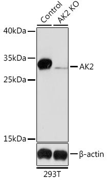 [KO Validated] AK2 Rabbit pAb