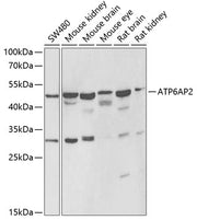 ATP6AP2 Rabbit pAb