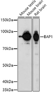 BAP1 Rabbit pAb