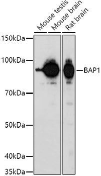 BAP1 Rabbit pAb