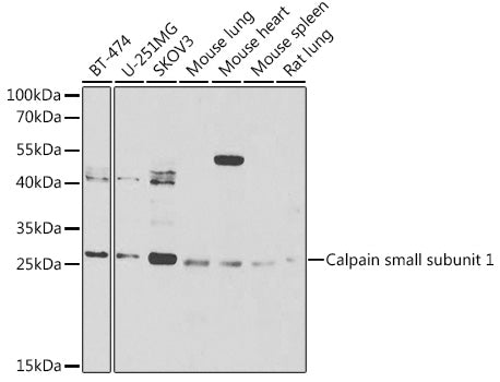 Calpain small subunit 1 Rabbit pAb