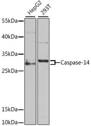 Caspase-14 Rabbit pAb