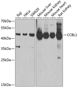 CCBL1 Rabbit pAb