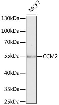 CCM2 Rabbit pAb