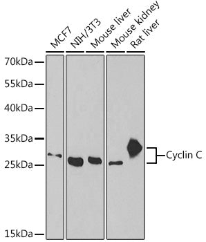 Cyclin C Rabbit pAb