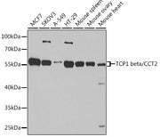 TCP1 beta/CCT2 Rabbit pAb