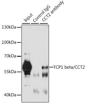 TCP1 beta/CCT2 Rabbit pAb