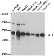 CCT3 Rabbit pAb